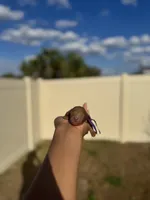 Lavender, a female Poodle - Toy  for sale in Deltona, FL – Photo 3 of 3