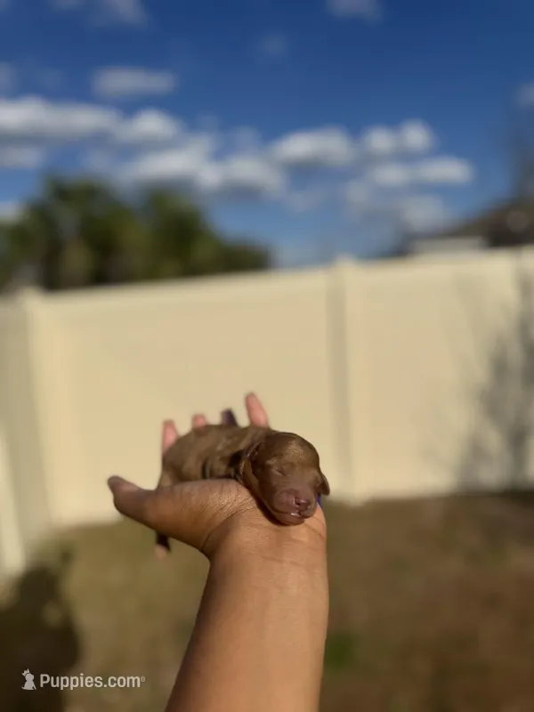 Lavender, a female Poodle - Toy  for sale in Deltona, FL – Photo 1 of 3