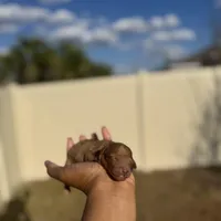 Lavender, a female Poodle - Toy  for sale in Deltona, FL – Photo 1 of 3