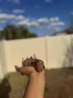 Lavender, a female Poodle - Toy  for sale in Deltona, FL – Photo 1 of 3