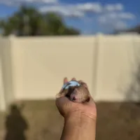 Poppy, a female Poodle - Toy  for sale in Deltona, FL – Photo 2 of 3