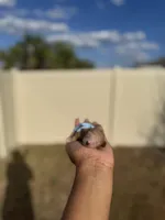 Poppy, a female Poodle - Toy  for sale in Deltona, FL – Photo 2 of 3