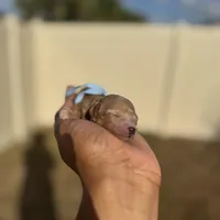 Poppy, a female Poodle - Toy  for sale in Deltona, FL – Photo 3 of 3