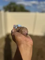 Poppy, a female Poodle - Toy  for sale in Deltona, FL – Photo 3 of 3