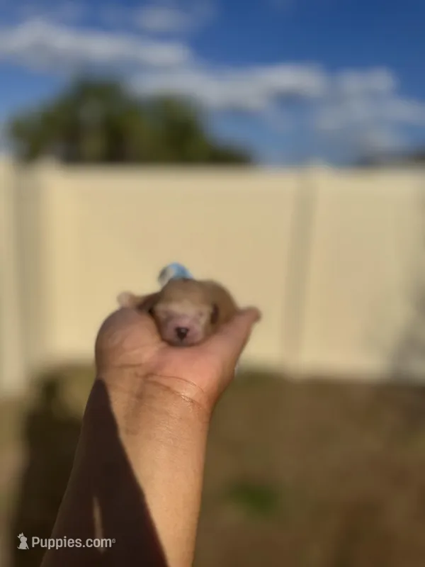 Poppy, a female Poodle - Toy  for sale in Deltona, FL – Photo 1 of 3