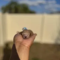 Poppy, a female Poodle - Toy  for sale in Deltona, FL – Photo 1 of 3