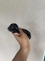 Wynter, a female Poodle - Toy  for sale in Deltona, FL – Photo 2 of 2