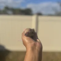 Iris, a female Poodle - Toy  for sale in Deltona, FL – Photo 2 of 3