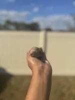 Iris, a female Poodle - Toy  for sale in Deltona, FL – Photo 2 of 3