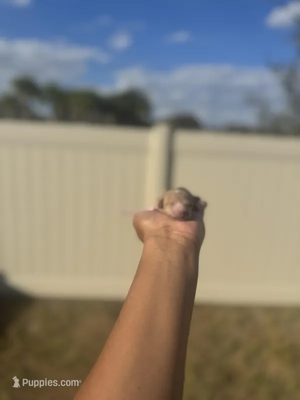 Iris, a female Poodle - Toy  for sale in Deltona, FL – Photo 1 of 3