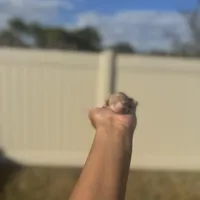 Iris, a female Poodle - Toy  for sale in Deltona, FL – Photo 1 of 3