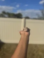 Iris, a female Poodle - Toy  for sale in Deltona, FL – Photo 1 of 3