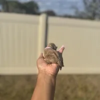 Iris, a female Poodle - Toy  for sale in Deltona, FL – Photo 3 of 3