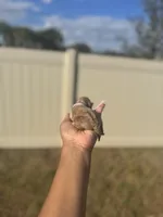 Iris, a female Poodle - Toy  for sale in Deltona, FL – Photo 3 of 3