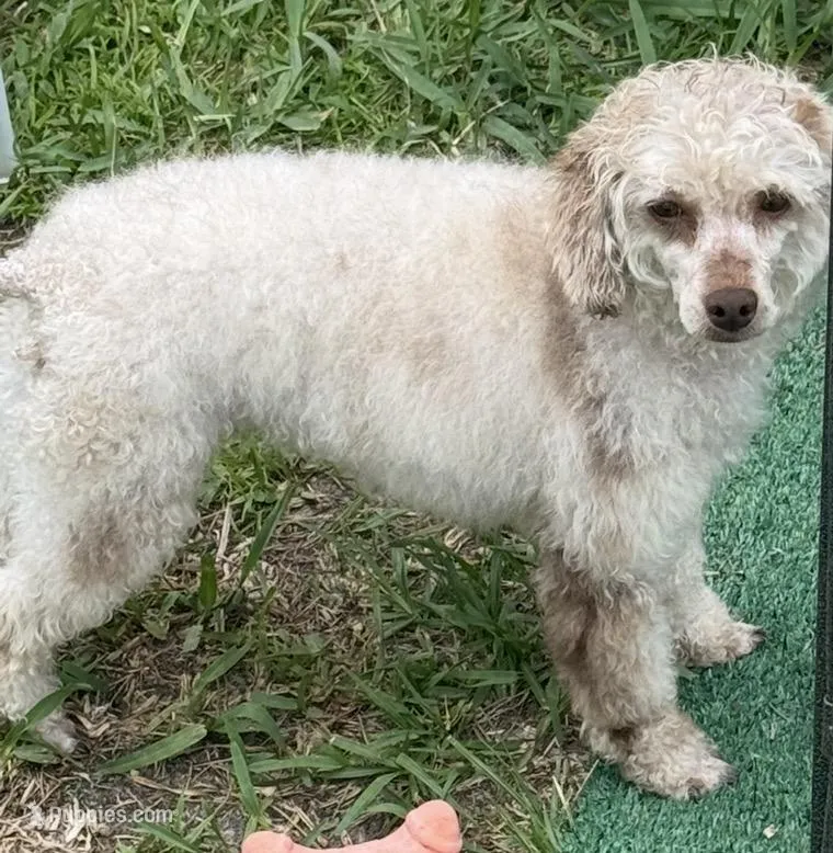 Roulette, a female Poodle - Toy  for sale in Deltona, FL – Photo 1 of 2