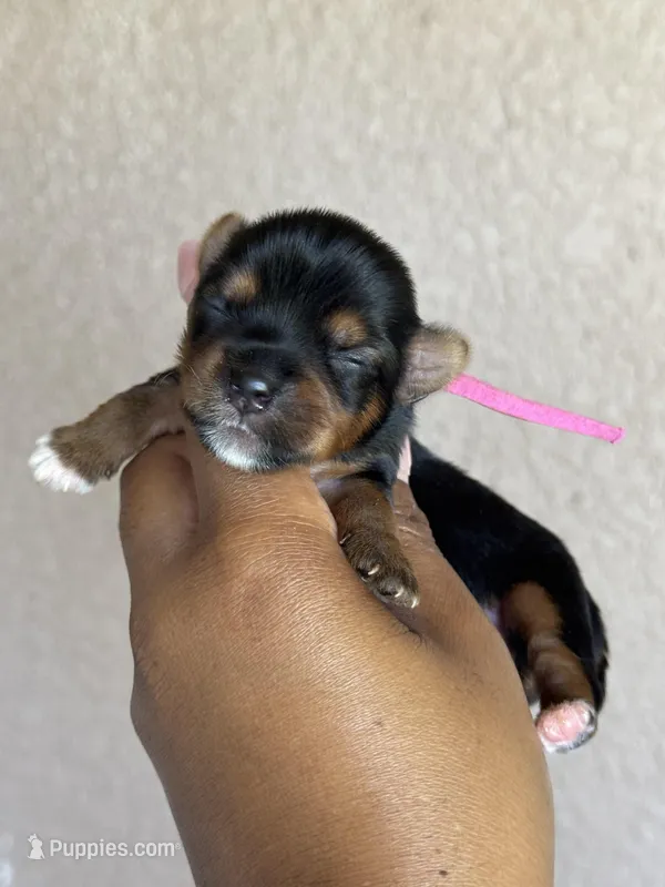 Twinkle, a female Yorkshire Terrier for sale in Deltona, FL – Photo 1 of 2