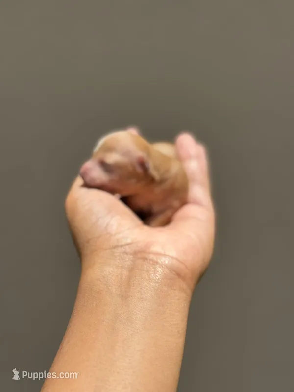 Victoria, a female Poodle - Toy  for sale in Deltona, FL – Photo 1 of 1