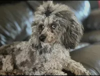 Sky, a female Poodle - Toy  for sale in Deltona, FL – 1 of 1