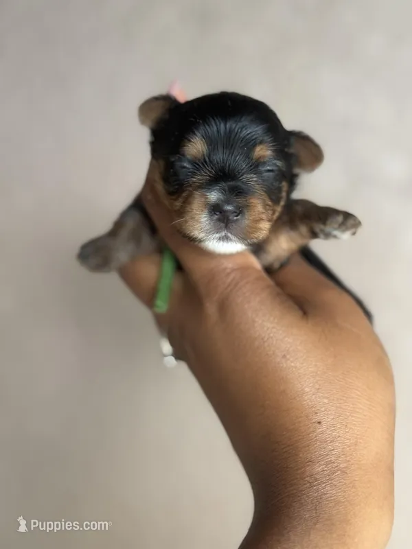 Star, a female Yorkshire Terrier for sale in Deltona, FL – Photo 1 of 2