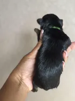 Star, a female Yorkshire Terrier for sale in Deltona, FL – Photo 2 of 2