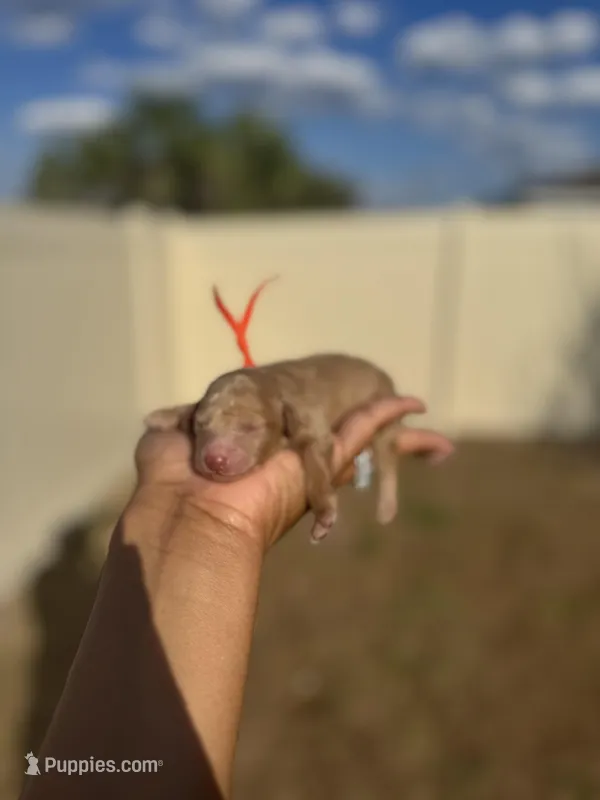 Daffodil, a female Poodle - Toy  for sale in Deltona, FL – Photo 1 of 2