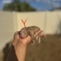 Daffodil, a female Poodle - Toy  for sale in Deltona, FL – Photo 1 of 2