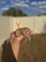 Daffodil, a female Poodle - Toy  for sale in Deltona, FL – Photo 1 of 2