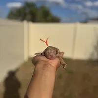 Daffodil, a female Poodle - Toy  for sale in Deltona, FL – Photo 2 of 2