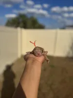 Daffodil, a female Poodle - Toy  for sale in Deltona, FL – Photo 2 of 2