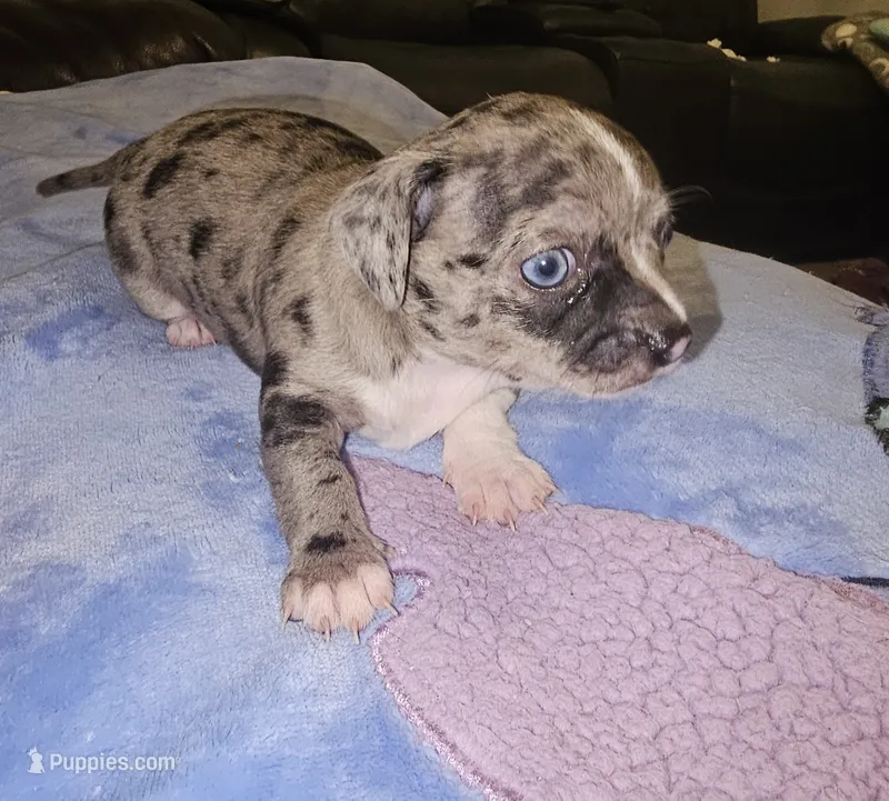 Toby – Chihuahua puppy for sale in Claymont, DE