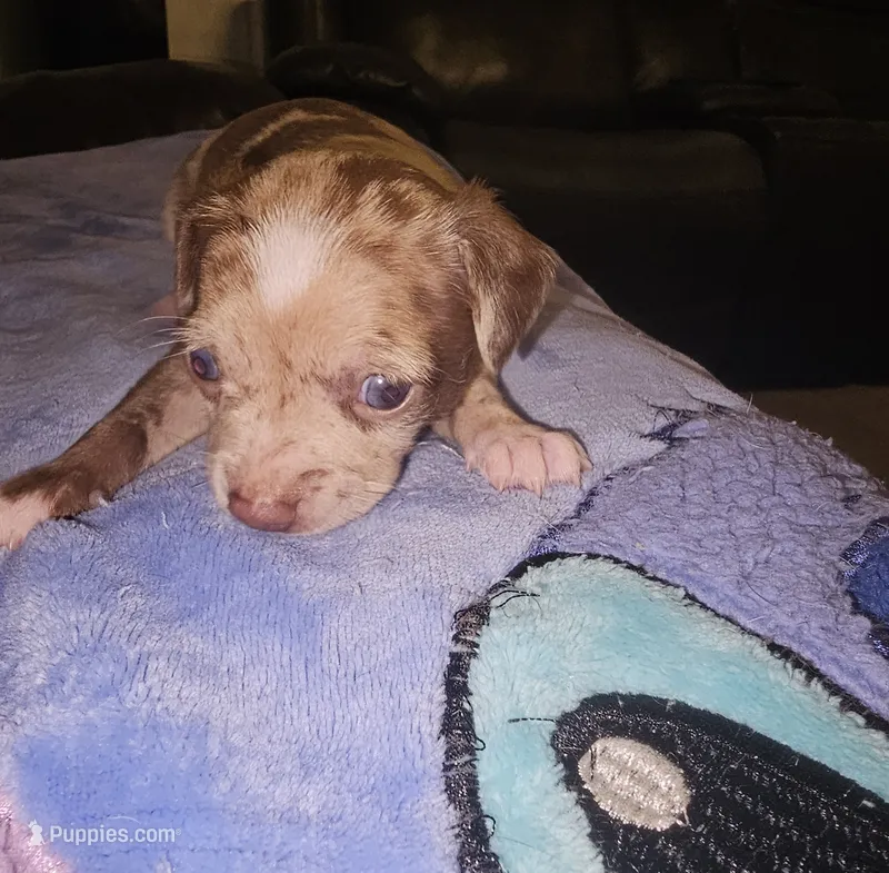 Rocky – Chihuahua puppy for sale in Claymont, DE