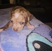Rocky, a male Chihuahua for sale in Claymont, DE – 4 of 10