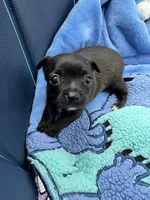 Milo, a male Chihuahua for sale in Claymont, DE – 3 of 10