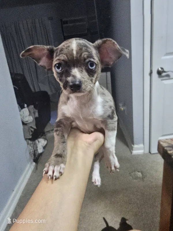 Toby – Chihuahua puppy for sale in Claymont, DE