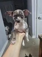 Toby, a male Chihuahua for sale in Claymont, DE – 1 of 9