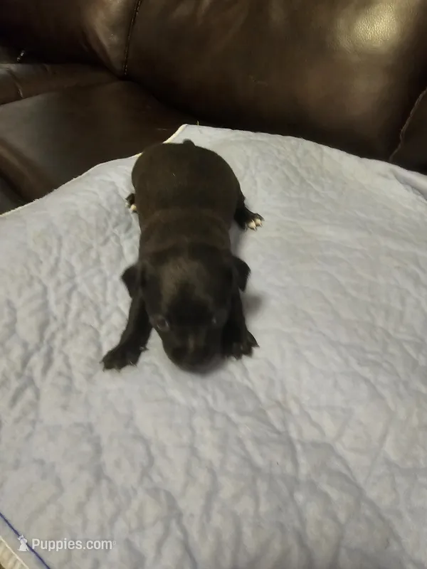 Milo – Chihuahua puppy for sale in Claymont, DE