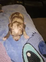 Rocky, a male Chihuahua for sale in Claymont, DE – 5 of 10