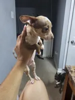Rocky, a male Chihuahua for sale in Claymont, DE – 2 of 10