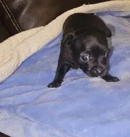 Milo, a male Chihuahua for sale in Claymont, DE – 5 of 10