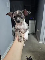 Toby, a male Chihuahua for sale in Claymont, DE – 9 of 9