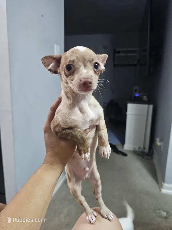 Rocky – Chihuahua puppy for sale in Claymont, DE