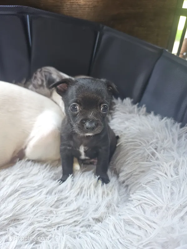 Milo – Chihuahua puppy for sale in Claymont, DE