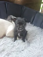 Milo, a male Chihuahua for sale in Claymont, DE – 2 of 10