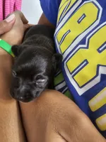 Milo, a male Chihuahua for sale in Claymont, DE – 3 of 5