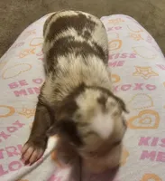 Rocky, a male Chihuahua for sale in Claymont, DE – 2 of 8