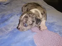 Toby, a male Chihuahua for sale in Claymont, DE – 2 of 9