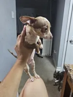 Rocky, a male Chihuahua for sale in Claymont, DE – 8 of 10