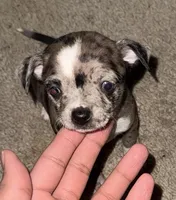 Chihuahua merle , a female Chihuahua for sale in Delaware City, DE – Photo 1 of 4