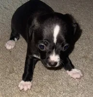 Chihuahua merle , a female Chihuahua for sale in Delaware City, DE – Photo 3 of 4