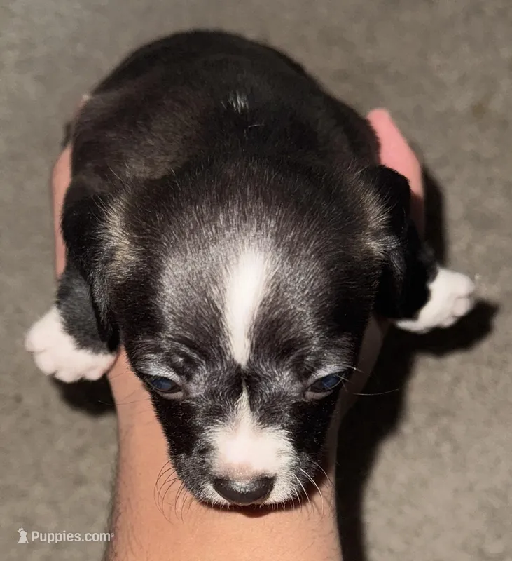 Chihuahua  – Chihuahua puppy for sale in Delaware City, DE